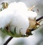 Graine de Coton